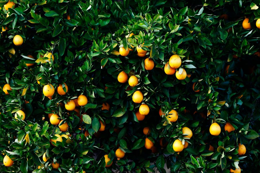 Health Benefits of Kumquat