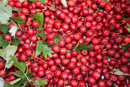 Health Benefits of Hawthorn Berry