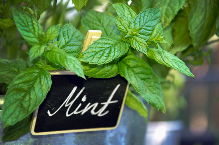 Health Benefits of Peppermint Tea